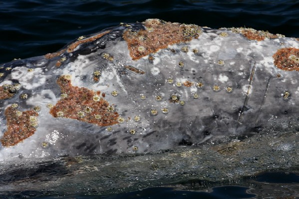 Gray Whale